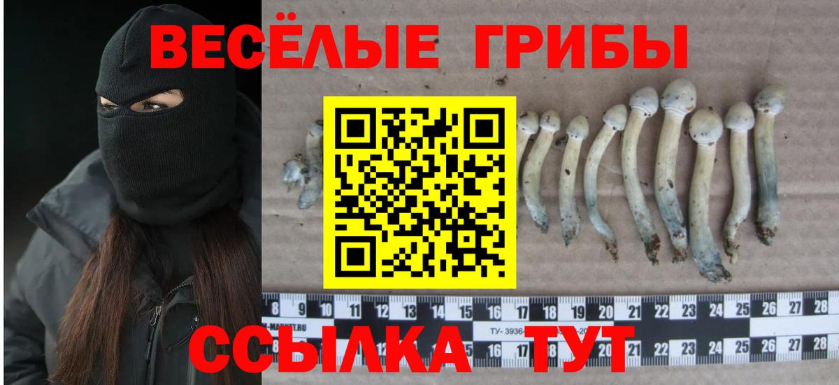 Псилоцибиновые грибы MAGIC MUSHROOMS  Вход с VPN  Чайковский 